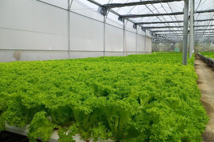Giám đốc U50 bỏ việc, khởi nghiệp trồng rau, kiếm 100 triệu/ tháng - 3 Giám đốc U50 bỏ việc, khởi nghiệp trồng rau, kiếm 100 triệu/ tháng - 3