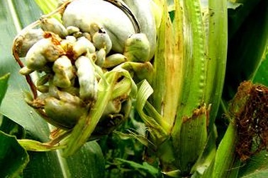 Bắp ngô trổ bông hình thù kỳ lạ 