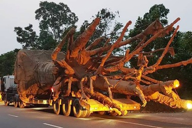 2 cây “quái thú” rời Đắk Lắk với thủ tục chóng vánh