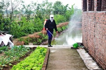 “Căng mình” chống dịch tả lợn châu Phi