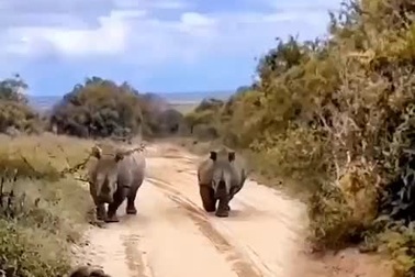 Tê giác cho sư tử thấy ai mới là "chúa tể thảo nguyên"