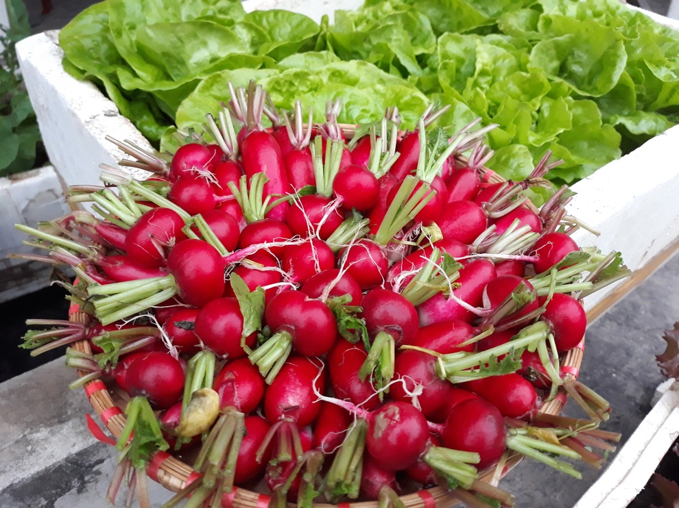 Vườn nhỏ cái gì cũng có trên sân thượng của mẹ đảm Hà Nội - 10 Vườn nhỏ cái gì cũng có trên sân thượng của mẹ đảm Hà Nội - 10