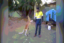 Ngứa mắt với người, Kangaroo lao vào tung "liên hoàn cước"