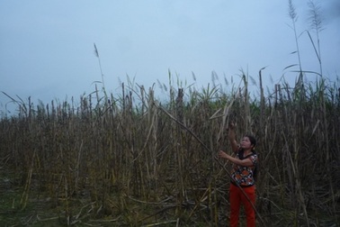 Dân bức xúc vì cứ trồng mía lên lại có người phá