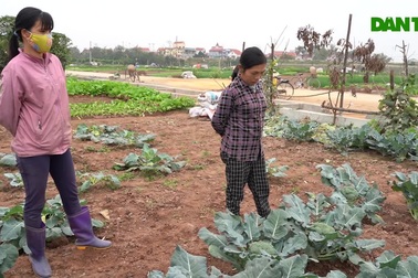 Nông dân ở Hà Nội khóc ròng vì rau xanh rớt giá thê thảm, khó tiêu thụ