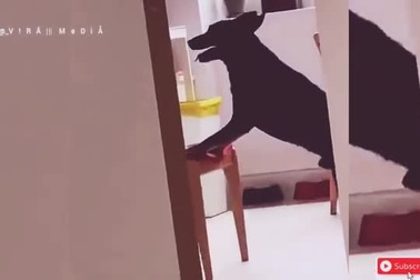Chó siêu khôn kê ghế để ăn vụng