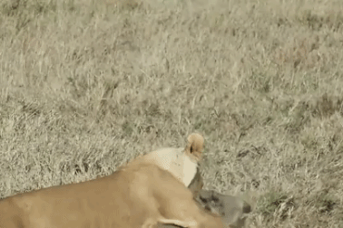 Tóm gọn lợn bướu tại hang ổ, sư tử không ngờ "kẻ thứ 3" xuất hiện