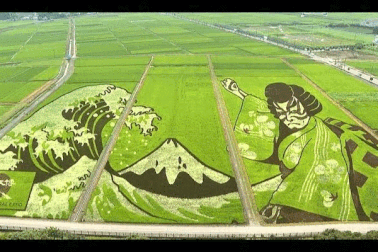 Mê mẩn những bức tranh siêu đẹp trên đồng lúa xanh