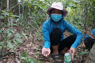 Cả xã kéo nhau đi nhặt "lộc rừng", thu hàng tỷ đồng