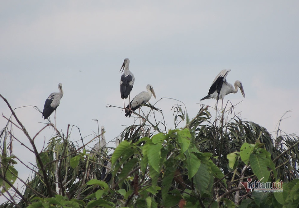 Kỳ lạ, vườn cây bỏ hoang của lão nông miền Tây có hàng nghìn con cò quý hiếm - 7