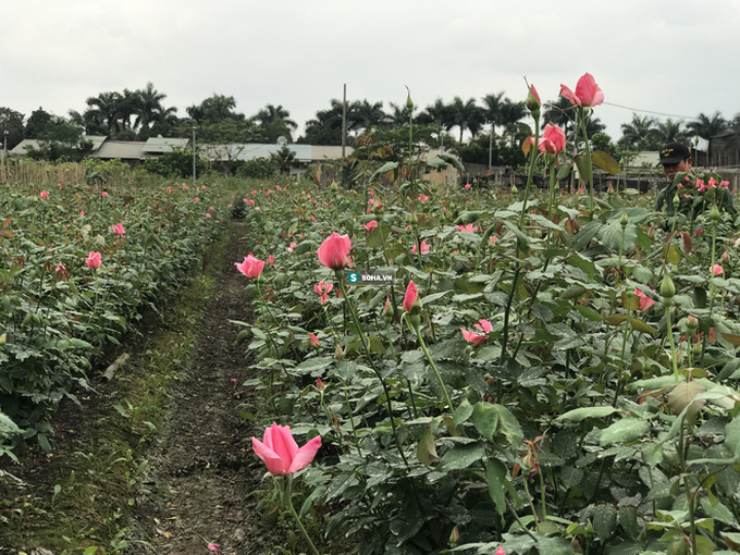 Làng hoa lớn nhất Hà Nội ủ rũ vì Covid-19: “Chắc phải bán đất để bù lỗ - Ảnh 1.