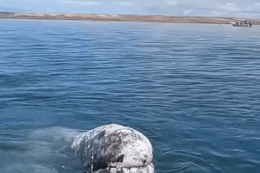 Cá voi xám tiếp cận thuyền chở khách, nhờ người bắt đám rận ngứa trên đầu