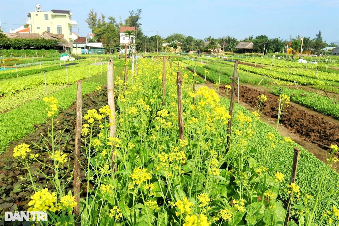 Đầu năm thăm làng rau trăm tuổi nổi tiếng trên bản đồ du lịch quốc tế - 4 Đầu năm thăm làng rau trăm tuổi nổi tiếng trên bản đồ du lịch quốc tế - 4