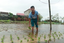 50ha hoa chìm trong biển nước, nông dân lo "mất" Tết