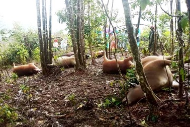 Quảng Nam: Mưa lũ, sét đánh chết 7 con bò của hộ dân đồng bào Cơtu