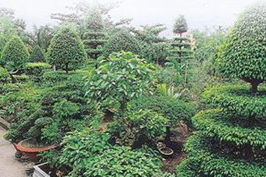 Đại gia cây cảnh khóc ròng với đống củi tiền tỷ