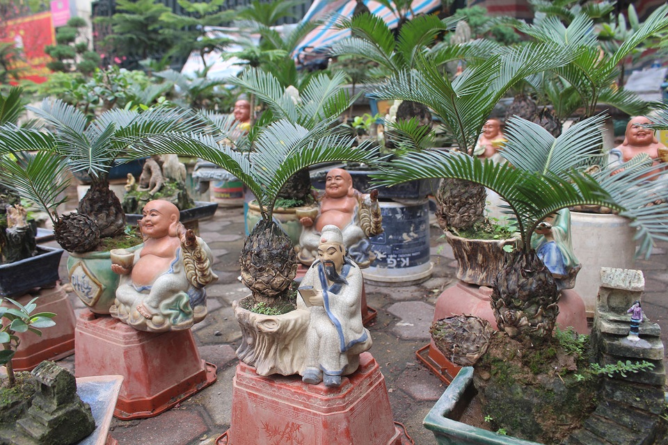 Chán mai, ngán đào, nhiều thượng đế săn lùng mua vạn tuế bonsai chơi Tết - 2 Chán mai, ngán đào, nhiều thượng đế săn lùng mua vạn tuế bonsai chơi Tết - 2