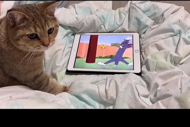 Chú mèo cố gắng bắt chuột xuất hiện trên màn hình máy tính bảng