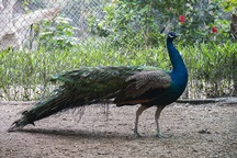 Nhà giàu tìm mua chim công giá hàng chục triệu đồng chơi Tết