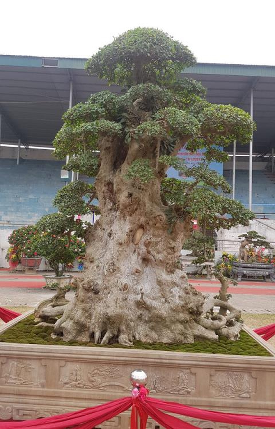Bán cây Lão mai đại thọ 7 tỷ đồng: Giá thật bao nhiêu? - 1 Bán cây Lão mai đại thọ 7 tỷ đồng: Giá thật bao nhiêu? - 1
