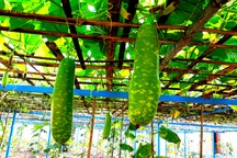 “Giải cứu” vườn rau, quả cho trường vùng cao trong mùa dịch Covid-19