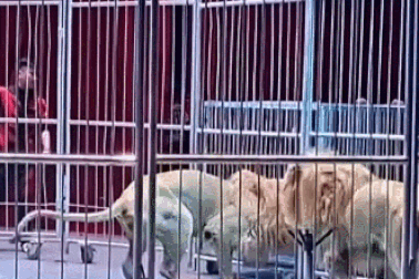 Động vật tuần qua: Sư tử xổng chuồng, lao vào khán giả trong rạp xiếc