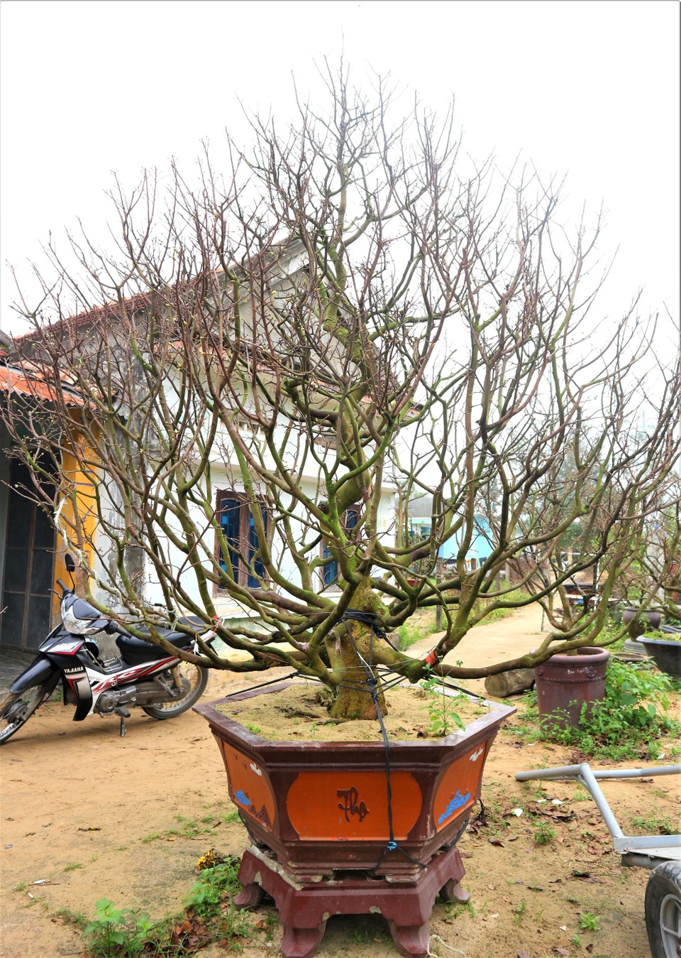 Quảng Nam: Dịch vụ cho thuê mai chơi Tết tất bật dịp cuối năm - 3 Quảng Nam: Dịch vụ cho thuê mai chơi Tết tất bật dịp cuối năm - 3