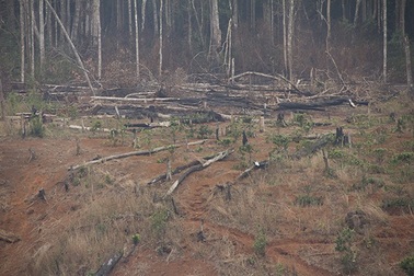 Cảnh cáo một phó giám đốc sở vì sai phạm trong giao khoán đất rừng