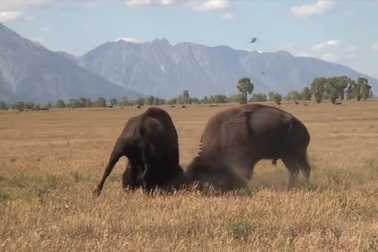 Kinh ngạc với màn chọi nhau "bất phân thắng bại" của bò đực