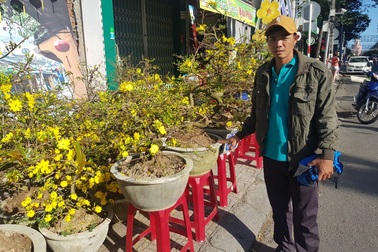Khánh Hòa: Mai vàng An Nhơn “ngóng” khách, người mua ít người xem nhiều