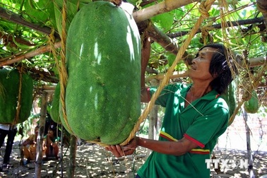 Làng trồng bí đao nặng hơn 50kg mỗi trái ở Bình Định