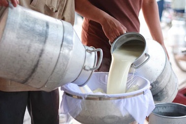 Phát triển bền vững vùng nguyên liệu cho ngành sữa