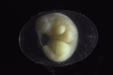 “Kỳ diệu” toàn bộ quá trình hình thành Kỳ giông từ…1 tế bào