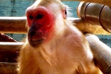 Thả 3 cá thể khỉ quý hiếm về với thiên nhiên