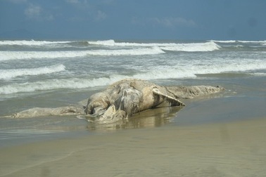 Táng xác “cá ông” nặng gần 12 tấn “lụy” bờ