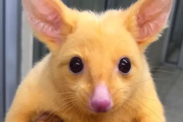 Sinh vật lông vàng ở Úc được mệnh danh "Pikachu ngoài đời thực"