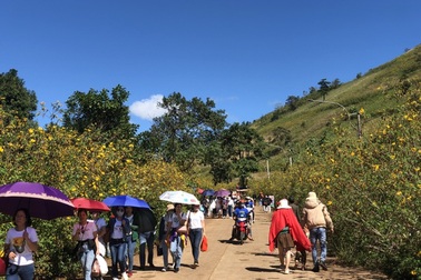 Người dân ùn ùn đổ về lễ hội hoa dã quỳ độc đáo ở Gia Lai