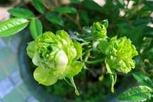 "Rộ mốt" chưng Tết hoa hồng xanh Đà Lạt giá bạc triệu