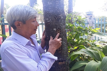 Bị nói "khùng" vì bỏ nghề giáo lên đồi trồng dó bầu, khi thu tiền tỷ thì...