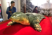 Tiêu bản cụ rùa hồ Gươm đã được đưa vào đền Ngọc Sơn