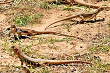 Nuôi dông vùng cát