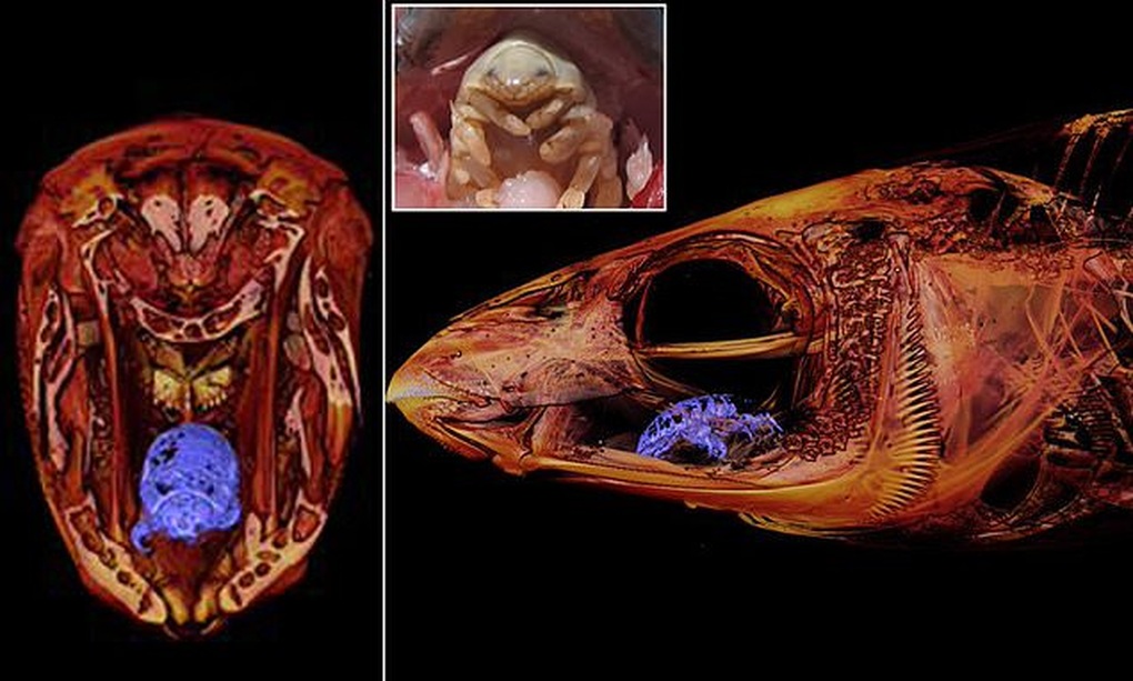 Kinh hãi sinh vật làm tổ trong miệng cá, ăn sạch lưỡi vật chủ - 2