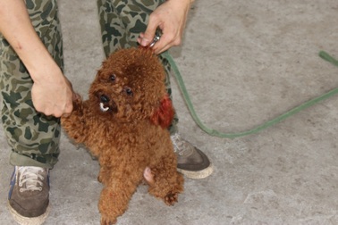 Đầu tư tiền triệu cho chó cảnh… đi học