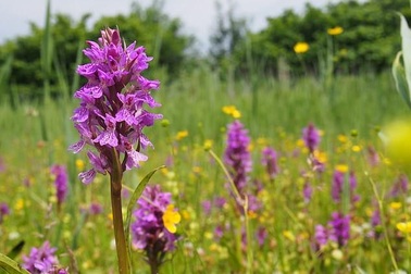 Hoa lan quý hiếm và hoa dại đang ngày càng nở rộ về phía bắc nước Anh