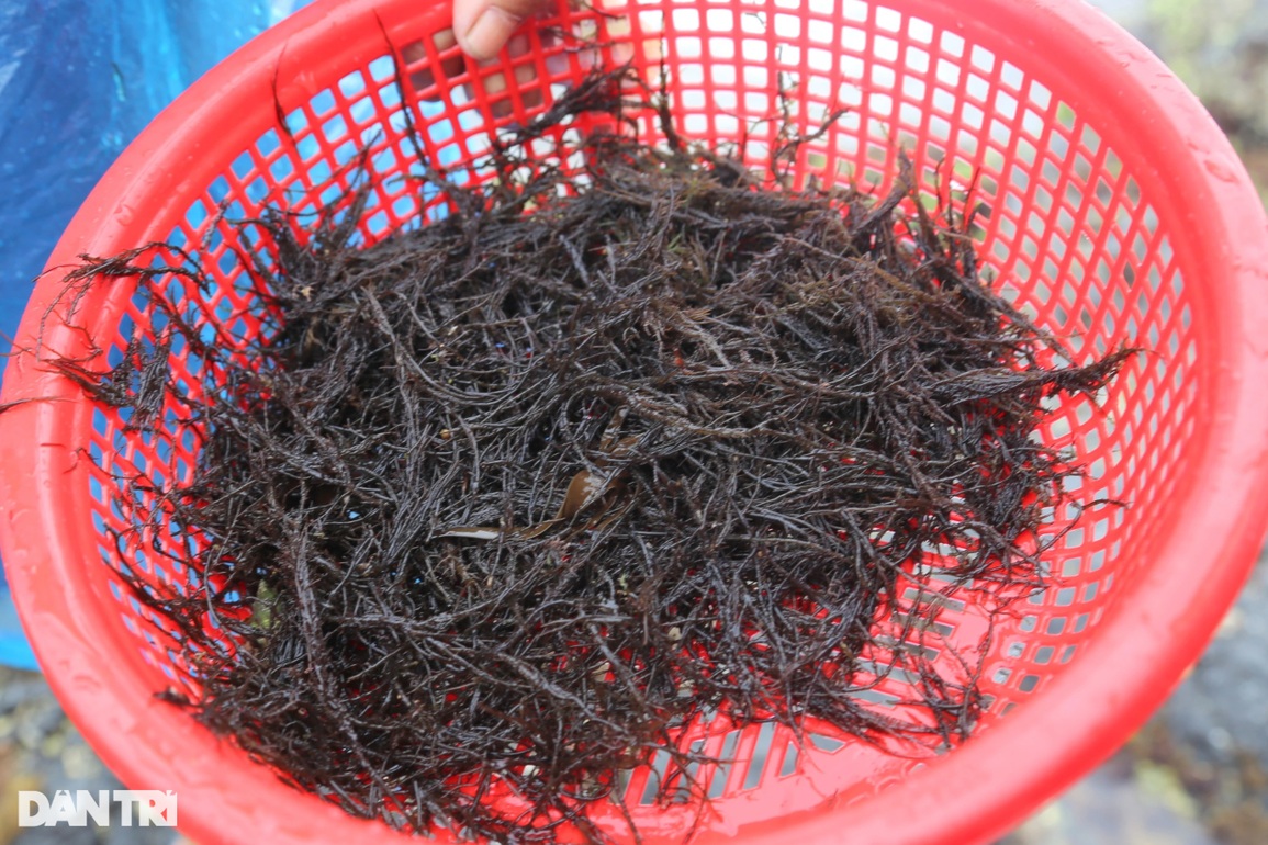 Nghề rình sóng biển, nhăm nhe hái tiền - 3 Nghề rình sóng biển, nhăm nhe hái tiền - 3