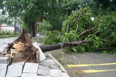 Cây xanh ngã đổ sau khi bão Wipha quét qua Thanh Hóa