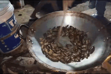 Ve sầu nửa triệu đồng 1kg, côn trùng thôn quê thành đặc sản thành phố