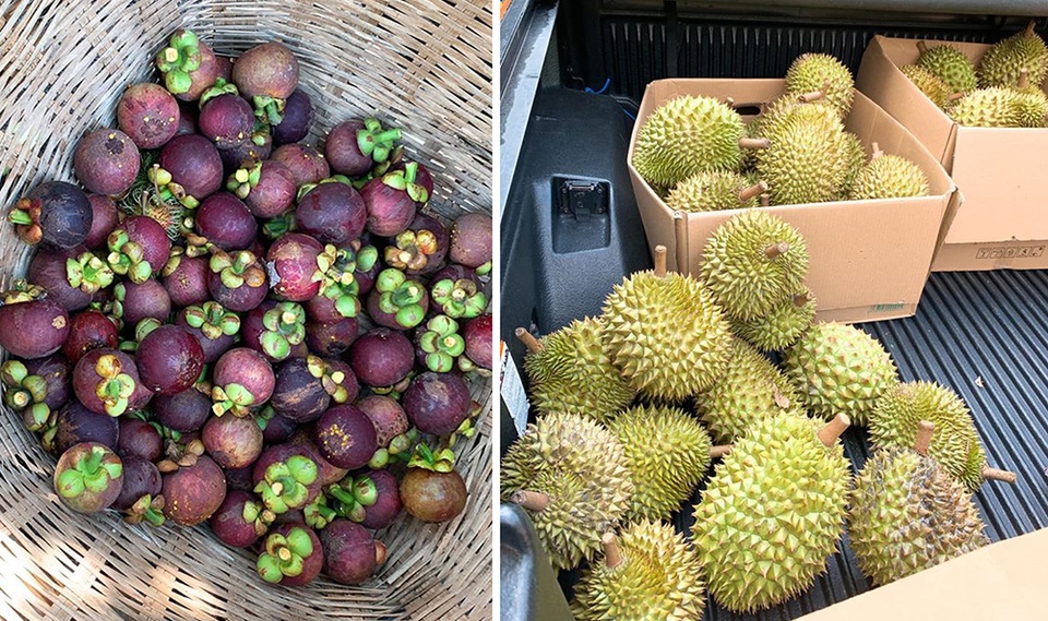 Vườn trái cây trĩu quả của gia đình diễn viên Lê Phương ở Tây Ninh - 3 Vườn trái cây trĩu quả của gia đình diễn viên Lê Phương ở Tây Ninh - 3