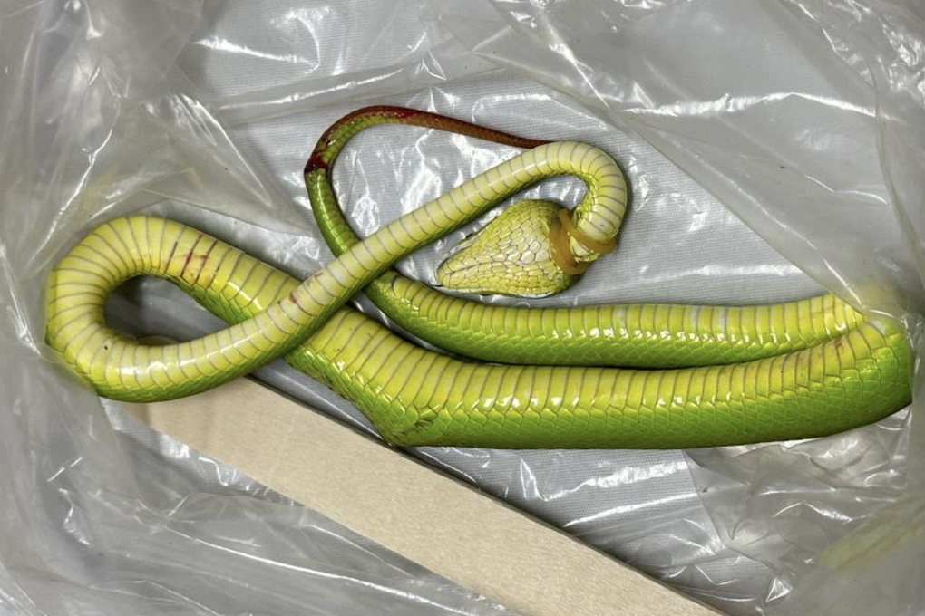 Nhiều trẻ bị rắn độc cắn nguy kịch ở nhà bếp, bụi cỏ - 2