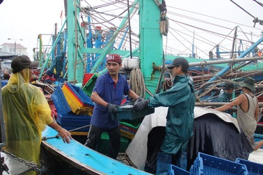 Bình Định: Ngư dân dầm mưa bán cá “chạy” bão